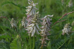 Astragalus uliginosus