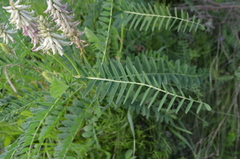 Astragalus uliginosus