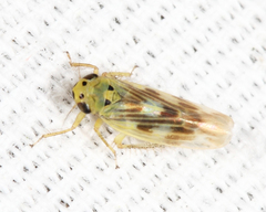 Macrosteles parvidens