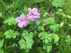 Geranium dalmaticum