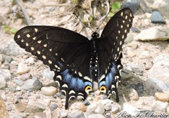 Papilio polyxenes