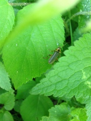 Cantharis nigricans