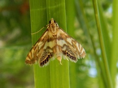 Neocataclysta magnificalis
