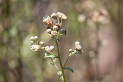 Baccharis plummerae plummerae