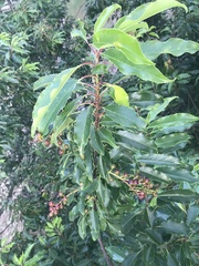 Prunus lusitanica
