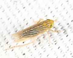 Graminella fitchii