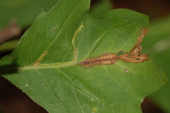 Neurobathra strigifinitella