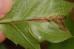 Neurobathra strigifinitella