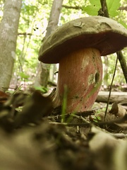 Caloboletus firmus