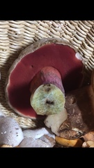 Caloboletus firmus