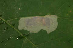 Cameraria hamadryadella