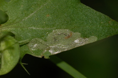 Liriomyza pistilla