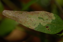 Liriomyza pistilla