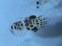 Sepioteuthis sepioidea