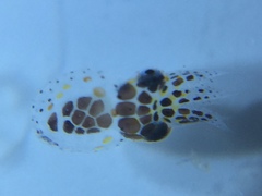 Sepioteuthis sepioidea