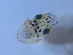 Sepioteuthis sepioidea