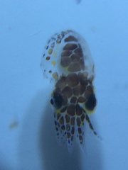 Sepioteuthis sepioidea
