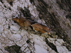 Zeiraphera canadensis