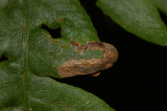 Phytoliriomyza clara
