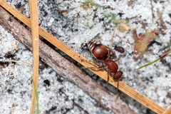 Pseudomethoca sanbornii