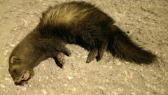 Mustela putorius