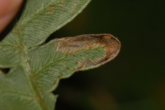 Phytoliriomyza clara