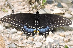 Papilio polyxenes