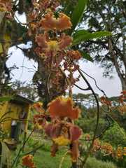 Cyrtochilum serratum