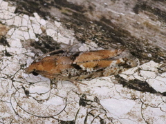 Zeiraphera canadensis