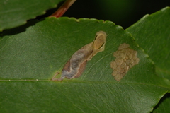 Coptodisca splendoriferella