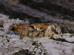 Zeiraphera canadensis