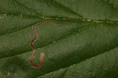 Stigmella villosella