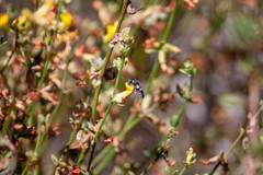 Acmaeodera holsteni