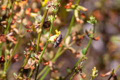 Acmaeodera holsteni
