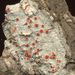 Bloodstain Lichen - Photo (c) Laurens Sparrius, some rights reserved (CC BY-NC-SA)