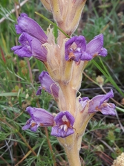 Phelipanche arenaria