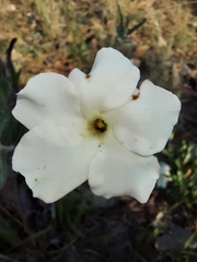 Mandevilla hypoleuca