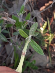 Mandevilla hypoleuca