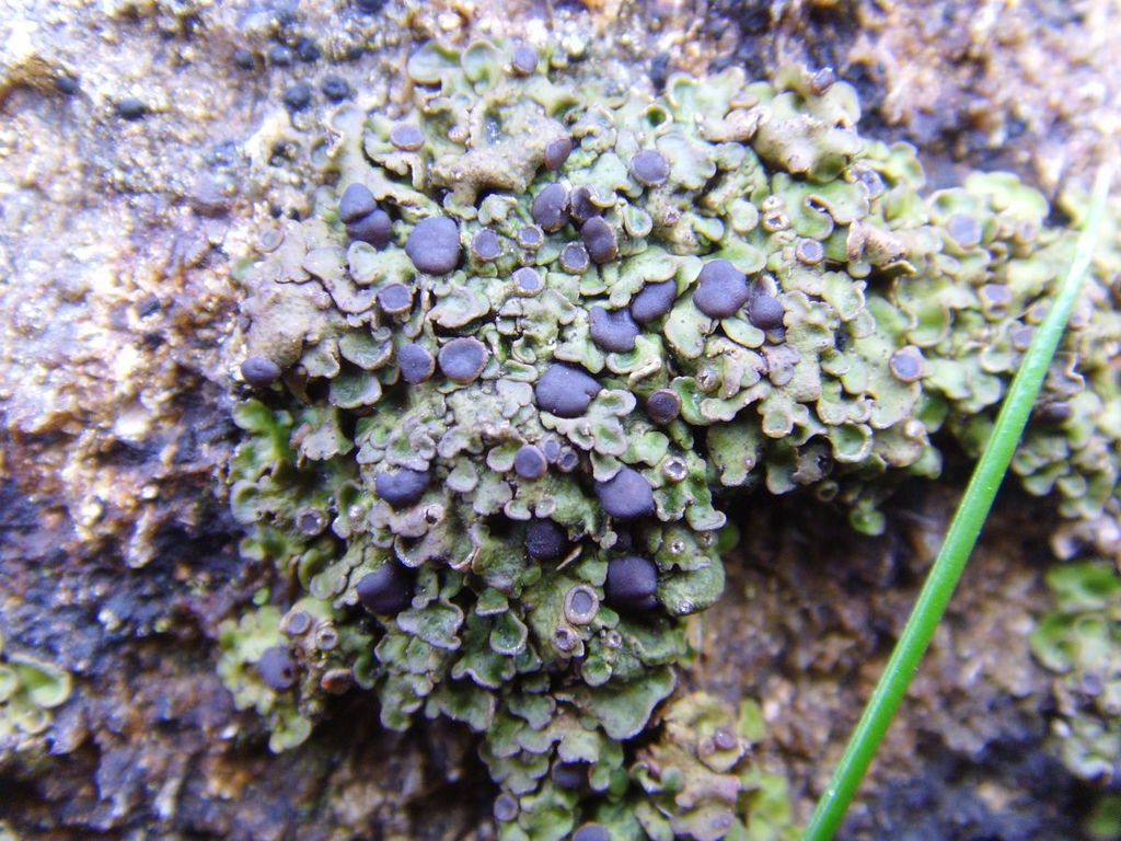 Solenopsora
