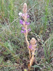 Phelipanche arenaria