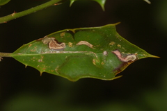 Phytomyza opacae