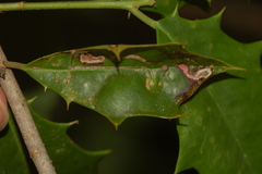 Phytomyza opacae