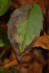 Sumitrosis inaequalis