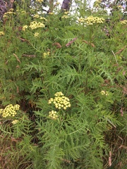 Tanacetum vulgare boreale
