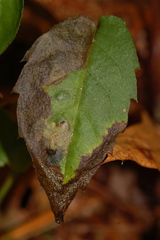 Sumitrosis inaequalis