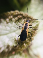 Chauliognathus distinguendus