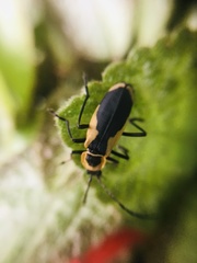 Chauliognathus distinguendus