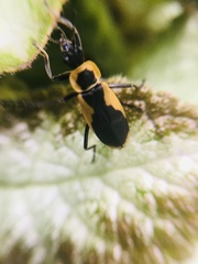 Chauliognathus distinguendus