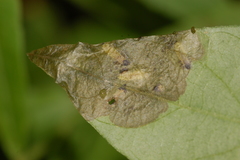 Odontota scapularis