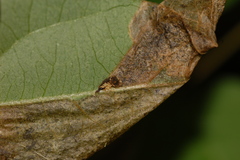 Odontota scapularis